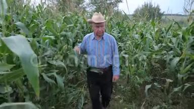 牛仔帽里的<strong>老农</strong>夫穿过玉米地，前景